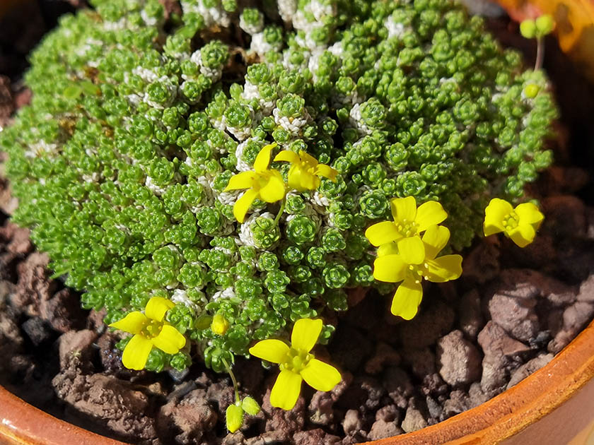 Draba bryoides